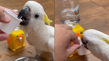 Reprodução / Tik Tok