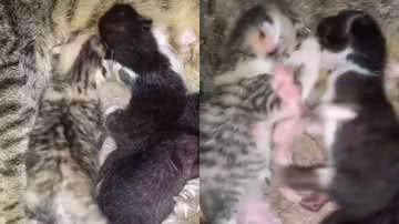 Reprodução/TikTok @rafahmarques20