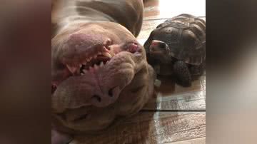 Reprodução/Tik Tok @zeuspit_monster