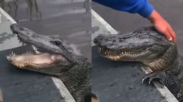 Reprodução/TikTok @biomesquita