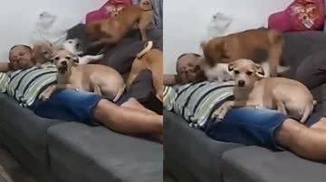 Reprodução/TikTok @pet.love.br