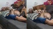 Reprodução/TikTok @pet.love.br