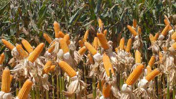 Elza Fiúza/Agência Brasil