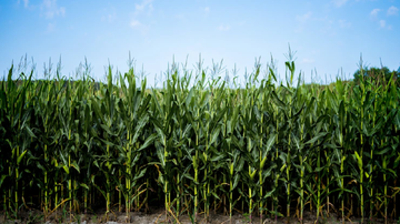 Reprodução/Freepik