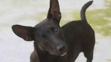 Carlos Nogueira/Prefeitura de Santos