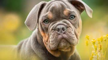 Sven Lachmann por Pixabay