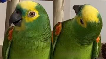 Reprodução/TikTok @kriandokalo