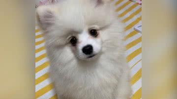 Reprodução/TikTok @amandaalbernaz5