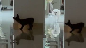 Reprodução/TikTok @guriaminipinscher