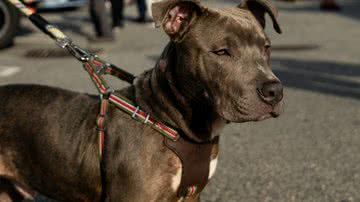 Cole Kitchen poer Pexels