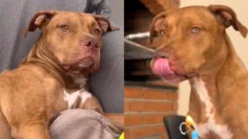 Reprodução/TikTok @seuamigopitbull