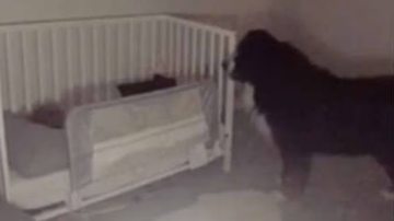 Reprodução / Vídeo