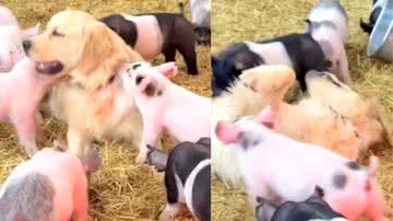 Reprodução/ Tik Tok