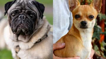 Reprodução/Pixabay