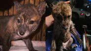 Reprodução/Facebook/For Fox Sake Wildlife Rescue
