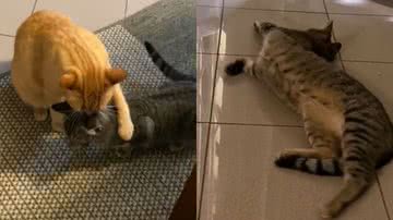 Reprodução/TikTok @familinhadegato