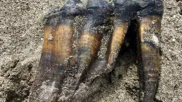 Reprodução / Redes Sociais