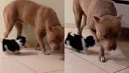 Reprodução/TikTok @pandoras2maria