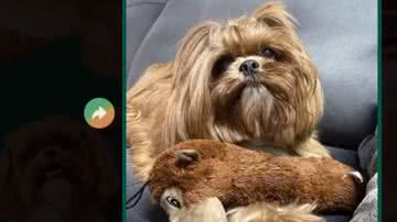 Reprodução/TikTok @hannashihtzu