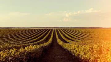 Reprodução/Freepik