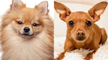 Reprodução/Pixabay