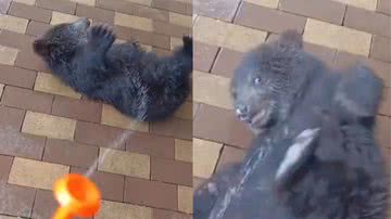 Reprodução / Twitter