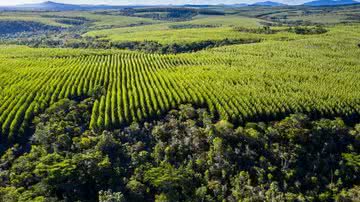 Divulgação / Veracel Celulose