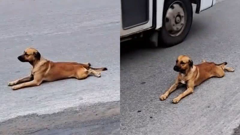 Reprodução/TikTok @joseantoniolima09