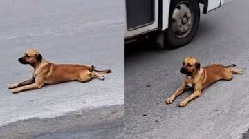 Reprodução/TikTok @joseantoniolima09