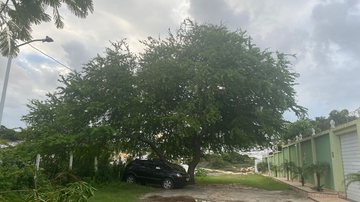 Imagem Árvore de mais de 30 anos é cortada no bairro de Itapuã; Sedur investiga o caso