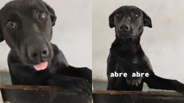 Reprodução// TikTok @gabicapeletto