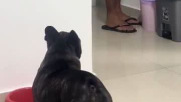 Reprodução// TikTok @marinacastelob