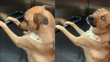 Reprodução// TikTok @ana_freeire021