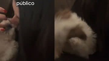 Reprodução// TikTok @juucampagnoli