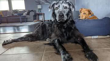 Reprodução/Matt Smith (Reddit)