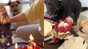 Reprodução/TikTok @viralatacaramelo