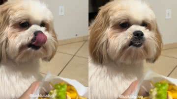 Reprodução//TikTok @luckluludog