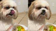 Reprodução//TikTok @luckluludog