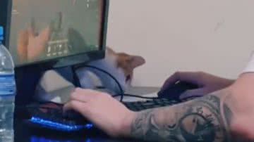 Reprodução//TikTok @anelisewachoski