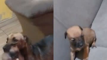 Reprodução//Tiktok @gabbcris12