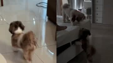 Reprodução// TikTok @danichermont