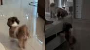 Reprodução// TikTok @danichermont