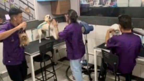 Reprodução// TikTok @puroafeto