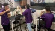 Reprodução// TikTok @puroafeto