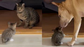 Reprodução / Redes sociais