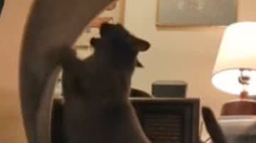 Reprodução / Redes sociais