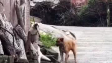 Reprodução / Redes sociais