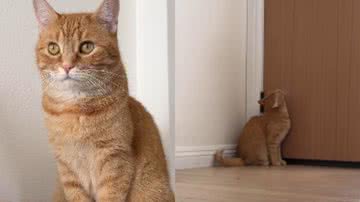 Reprodução / Redes sociais