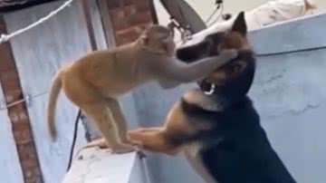 Reprodução / Redes sociais