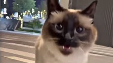 Reprodução / Redes sociais